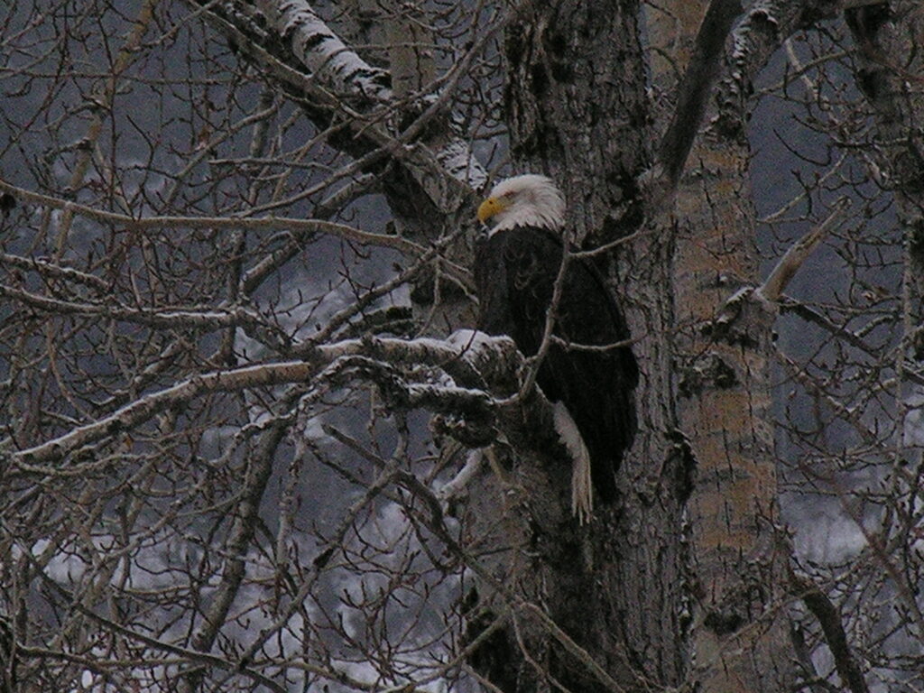 Bald eagle perched in tree